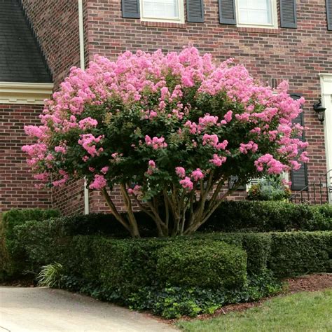 Creating a Magical Entrance with Burgundy Magic Crepe Myrtle